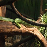 Green Snake